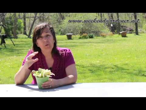 Video: Diseases Of Violets