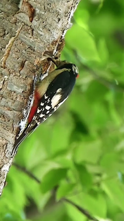 Momen indah, saat burung pelatuk meloloh anaknya😍. #woodpecker #pelatuk