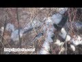 Серый снегирь Pyrrhula cineracea