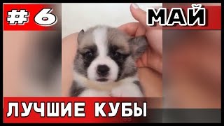 СМЕШНЫЕ ЖИВОТНЫЕ. ЛУЧШИЕ ПРИКОЛЫ С ЖИВОТНЫМИ 2019 / МАЙ №6 | #лучшееcoub, #Coub, #Bestcoub