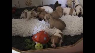 Marcus Fait Pipi Devant La Caméra Cest Du Propre...