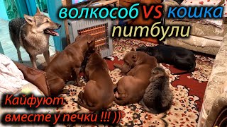 Сонное царство: питбуль vs волк vs кошка кайфуют)