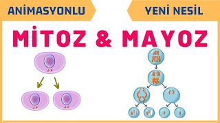 Mitoz Ve Mayoz Bölünme 7.Sinif Fen Bi̇li̇mleri̇ 2. Üni̇te