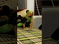 #subscribe #parrot #funny