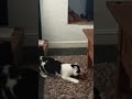 crazy klyd3 #cat #catlover #kitten #cute
