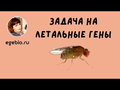 Летальные гены у кур