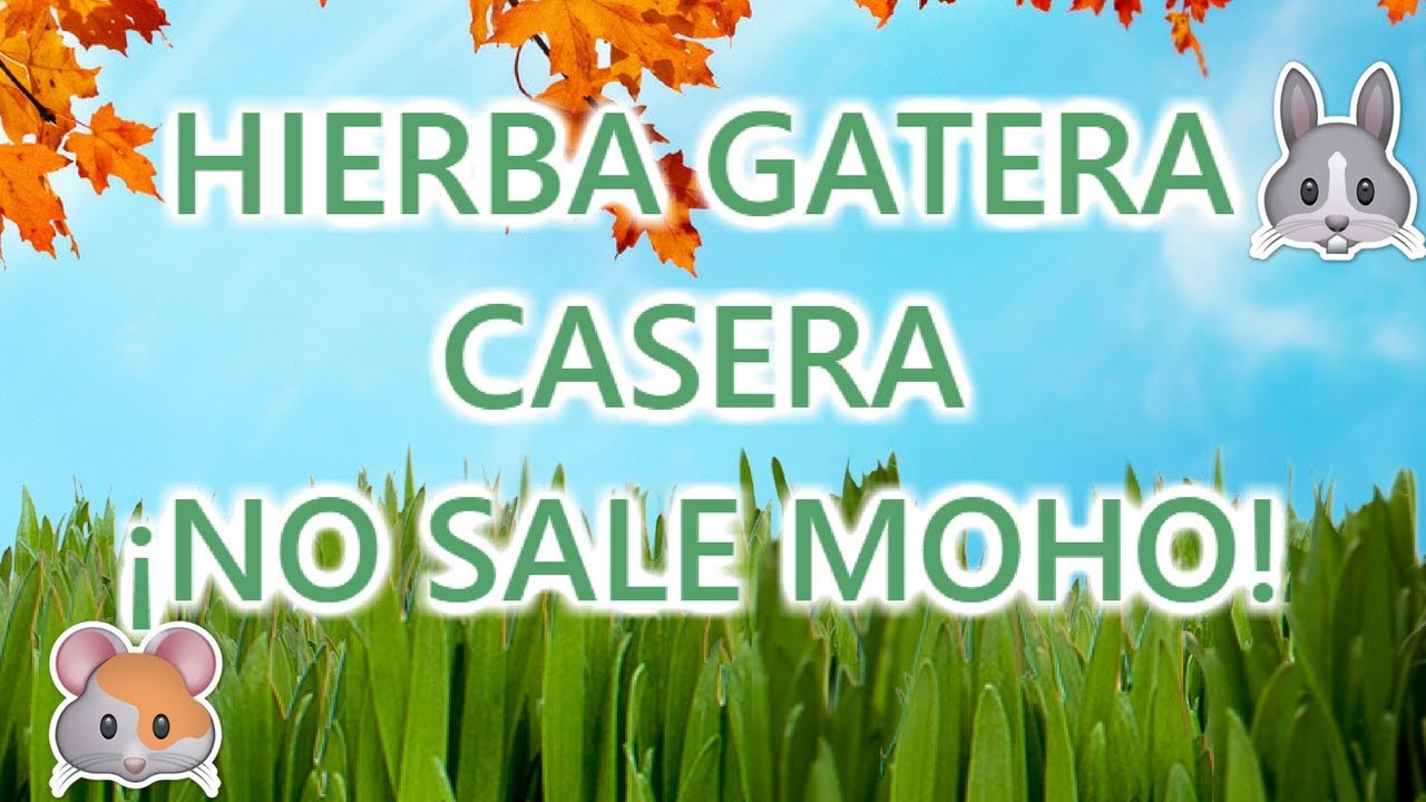 Cobayas: PLANTA TU PROPIA HIERBA GATERA | Phoebe y Equis Cobayas