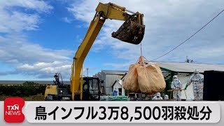 鹿児島の鳥インフル殺処分開始（2021年11月13日）