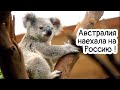 Австралия наехала на Россию. Поэт с резьбой Чайковский.