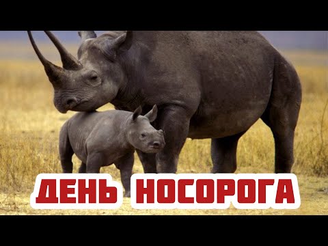 22 сентября - Всемирный день носорога. История и огромное значение праздника. Удивительный носорог