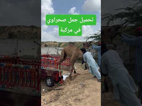 تحميل جمل صحراوي في مركبة