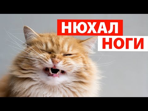 😻 Реакция Кошек На Странные Запахи  / 😻 Cats Reaction When They Smell Strange