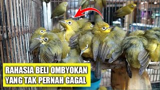 GINI INI..!! CARA MEMILIH PLECI OMBYOKAN YANG BENAR