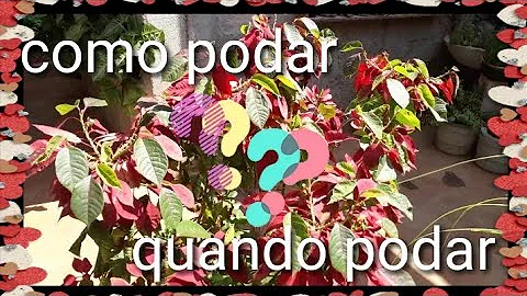 Quando é a poda do bico de papagaio?