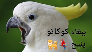 ببغاء كوكاتو ينبح ?????