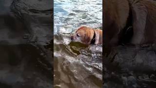 Просто Сеня, он же саловичок #doglover #собакаприколы #сеня #купаться #играем