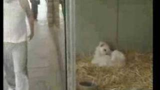 Swear At The Animals