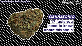 17 facts you need to know about Cannatonic | Strain Facts