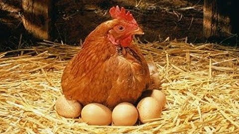Chickens and Eggs, which came first? Granger causality test in Stata