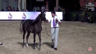N 95 FADY EGA   The Elite Egyptian AHC 2024   Yearling Colts Section A Class 6A