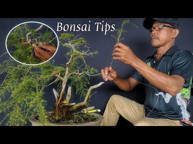 Cara Membesarkan Dahan dan Ranting Pokok Cucur Atap / Baeckea Frutescens class=