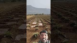 #desijugaad #indianfarmer #farming #smartfarming #farminginnovation#jugaadtechnology