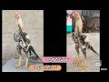 Quality Parrot Beak Long Tail Rooster | 9110367428 | Video 2954 | Rythu Market 2