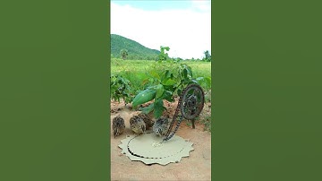 Technique Unique Trap # Creative DIY Quail Bird Trap #shorts