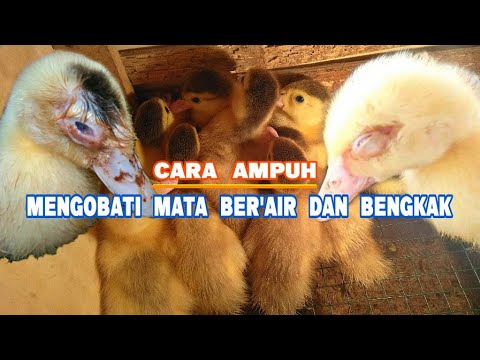 Video: Cara Memasak Itik Berair