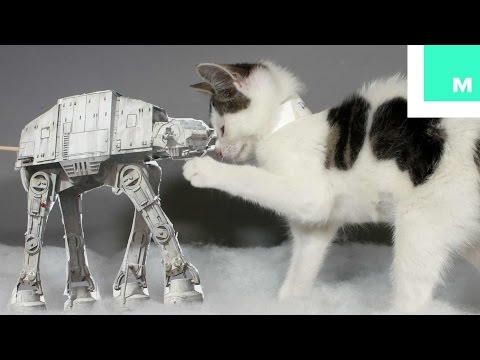 Kittens Recreate 'Star Wars' with Jedi Meow Tricks