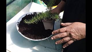 Planting A Prostrate Rosemary
Hello and welcome to Old Ways Gardening and Prepping.π Would like to welcome you each outside with me on this beautiful day. Adding another rosemary to my collection to see which ones will thrive the best in my area.
Rosemary is such a beautiful plant and so important to have growing in your garden. Not only delicious for culinary uses but a important medicinal plant as well. They are usually easy to grow as long as you follow important guidelines the most important thing is to remember they dont like being too wet at all.
Here is where I bought my plant from:
https://thegrowers-exchange.com/products/her-ros06?_pos=1&_sid=41dd65c15&_ss=r
Prostrate rosemary is a low-growing, trailing evergreen herb. It is ideal for ground cover, containers and draping over walls. To grow it successfully, provide full sun 6-8 hours and very well-drained, sandy and gravely soil. Water sparingly as it thrives on neglect once established. Space plants 2 to 3 feet apart to allow for spreading which can reach 5-8 feet wide. It is winter hardy in zones 8-11 but will need protection below 15 degrees during winter. Its highly resistant to pests but can be affected by aphid infestations.
Hope this video encourages you to also try your hands at growing your own prostrate rosemary. If you have any questions please feel free to ask them in the comment section below I will answer them as soon as possible. Everyone take care and have a blessed day.πππ¦
Blessings,
Teresa π¦
#plantingaprostraterosemary #RosmarinusofficinalisProstratus #thelonerrosemary #thisrosemarylovesneglect #soeasytogrow #anotherbeautifulrosemary #lovetogrowrosemary #selfsufficiency #oldwaysgardeningandprepping
You can check my merchandise out at the link below. All profit from sales goes back in to helping me buy cattle panels and praying to have a small greenhouse one day.
https://my-store-b6fd00.creator-spring.com/
You can contact me through email at:
oldwaysgardeningandprepping@gmail.com
or
Old Ways Gardening and Prepping
C/O
Teresa Horn
227 County Road 2230
Booneville, MS 38829
Please donate if you can so I can build more raised beds for vegetables and medicinal herbs.
https://ko-fi.com/oldwaysgardeningandprepping
To send donations to Paypal so that I will be able to buy alcohol to teach how to make tinctures. Will keep the receipts to show exactly what donations are spent for.
My PayPal ID is: @Cedar
My Amazon wish list:
https://www.amazon.com/hz/wishlist/ls/2MCQTJKJVF9PH?ref wl_share
Jrs Amazon Wishlist
https://www.amazon.com/hz/wishlist/ls/21J1WTPPZXMM4?ref wl_share
My Walmart Wish List link:
https://www.walmart.com/lists/shared/WL/f6ad1689-d07e-486d-9a33-18daf9b06ed5
My Mountain Rose Affiliate link is:
https://get.aspr.app/SH1N4V
Yes I will make a small commission from your order but it will not cost you anything.
My True Leaf Market Ambassador link is:
https://www.trueleafmarket.com/?rstr=47595
Yes I will make a small commission and receive gifts for you using my personal link for ordering but at no extra cost to you.
Vegega Raised Beds
Below is my affiliate link and I will make a commission for anything you order with no cost to you.
https://www.vegega.com/?ref=jxcdxiet
10% Coupon Code: TERESAHORN
Im on Instagram as @old_ways_gardeningandprepping. Install the app to follow my photos and videos.
Come join me on MeWe! Its the only social network built on trust, control and love.: https://mewe.com/i/teresahorn
Wanted to say thank you for making music for those who cant afford to pay for it:
Pretty Little DogΒ byΒ Shake That Little Foot is licensed under aΒ Attribution-NonCommercial-ShareAlike 3.0 International License.
All videos are made and edited by me Teresa Horn. Planting A Prostrate Rosemary