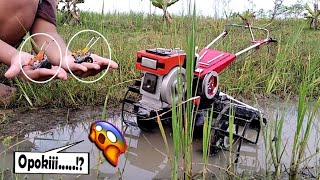 Two Generasi Cabe Rawit Miniatur Traktor The Best Ngelumpur