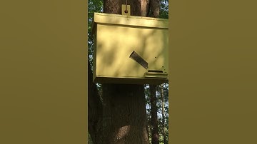 THE INTERCEPTOR Honeybee Swarm Trap