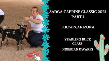 SADGA Caprine Classic 2021 | Tucson, Arizona | ADGA Yearling Bucks