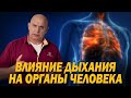 Функциональная анатомия: Правильное дыхание и его влияние на здоровье внутренних органов человека