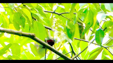 Purple-Throated Sunbird