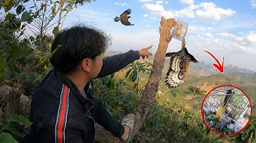 Bẫy Chim Săn Ăn Mất Chào Mào Mồi Dính Ngay Hàng Khủng | Dân Tộc Tây Bắc Tv