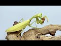 Beautiful mantis eat, elegant and beautiful, mantis feed 漂亮的螳螂吃东西