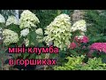 Гортензії мініатюрні🌺 Огляд сортів. Догляд за гортензіями в горщиках 🚿