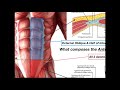 Anatomy of the Rectus Sheath