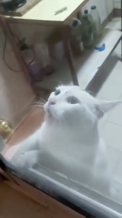 Pria itu membawa kucingnya untuk membantu menangkap tikus, tetapi terjadi kesalahan... #shorts #funny #cat