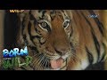 Born to be Wild: Treating an aggressive tiger at Albay Park and Wildlife