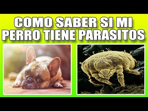como se sabe si un perro tiene parasitos como se sabe si un perro tiene parasitos