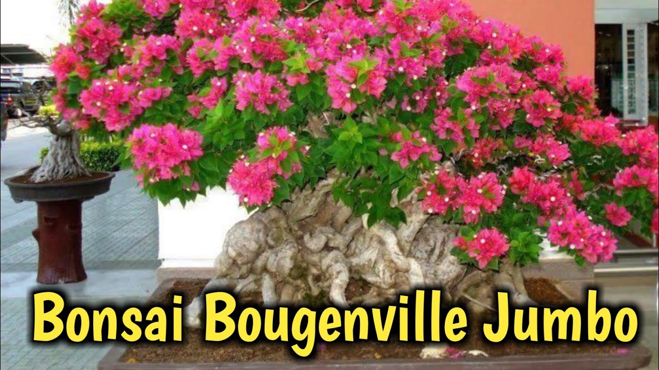 Featured image of post Bonsai Bugenvil Bonsai trees and associated plants