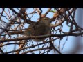 ウグイスさんのさえずり2  A song of a Japanese Bush Warbler (take2)