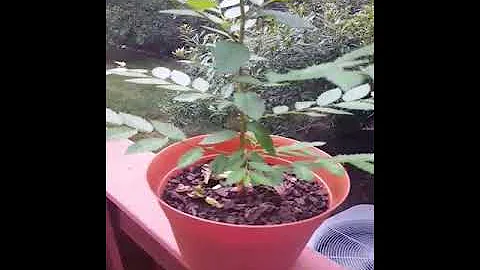 Mystery Strawberry Plant??