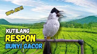 Suara Burung Kutilang Gacor Garuda Paling Ampuh Untuk Masteran Dan Pikat