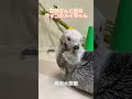 《鳥羽水族館》ラッコのメイちゃん♡可愛くてごめん♡
