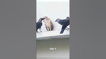 Why Crows Hate Owls?