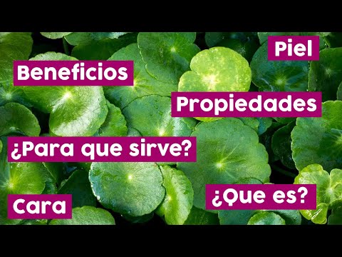 Vídeo: Què és la centella verticilada: informació sobre les plantes de centella verticilada